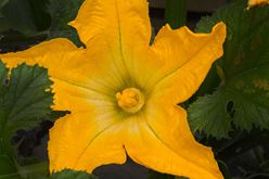 It Started with a Squash Blossom Image