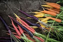 Drum Roll, Please . . . the Vegetable of the Year 2019 is Mixed Carrots! Image