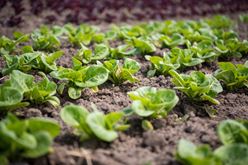 There’s No Place Like Home in Jose Gomez’s Fields of Farm-Fresh Lettuce Image