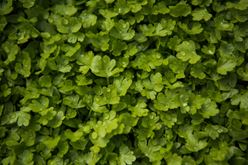 Miracles of Microgreens: Benefits and Much More Image