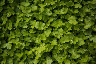 Miracles of Microgreens: Benefits and Much More Thumbnail