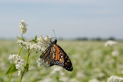 Buckwheat Flowers are a Pit Stop for Monarchs: Will Work for Nectar Image