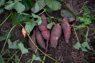 Traditional Sweet Potatoes Put the Yum in Ho-Hum: Thumbnail