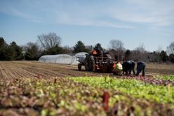 From Planting to Harvesting Lettuce: A Farmer’s Story Image
