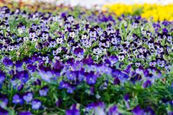 Velvety Violas: Farmer Lee Jones Visits the Viola Patch Image