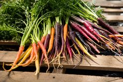 Health Benefits of Carrots  Image