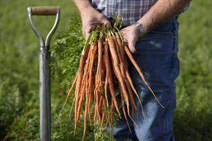 The Well: From Carrot Salad to Carrot Cake, It All Begins With Great Soil  Thumbnail