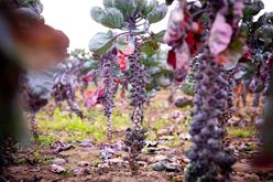 Bounty of Brussels Sprouts: A Celebration with Farmer Lee Jones Image