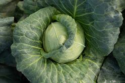 The Incredible, Deliciously Edible Cabbage Image