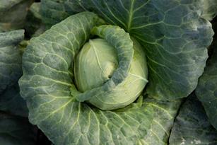 The Incredible, Deliciously Edible Cabbage Thumbnail