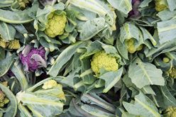 Learning Patience: One Cauliflower Plant at a Time Image