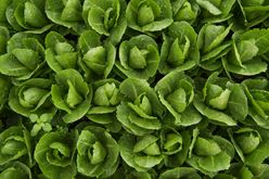 Luscious Lettuce Image