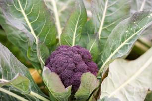 Cruciferous Trifecta: Cauliflower, Broccoli, and Brussels Sprouts Thumbnail
