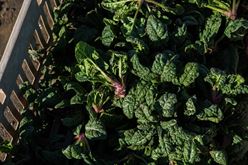 Spinach Season: It’s Time to Look for Farmer Lee in the Fields Image