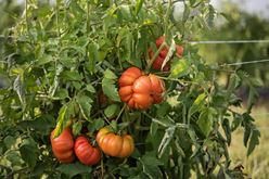 Guide to Fresh Tomatoes: Flavor, Recipes, Nutrition, and History Image