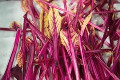 Bountiful Beet Blush: Brilliantly Flavorful in Dishes Image