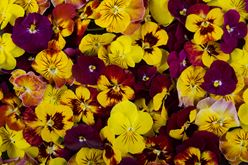 Using Vibrant Violas in Your Creative Dishes Image