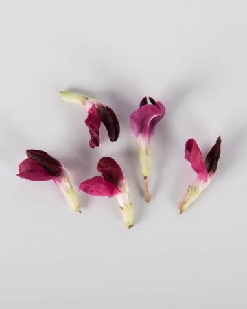 Edible-Flowers-Fava-Red-Isolated