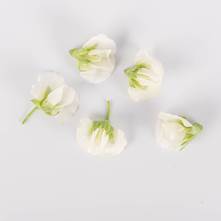 White Pea Blossoms