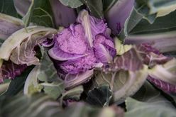Mulberry Cauliflower: Dipped in Nostalgia and Lilac Image