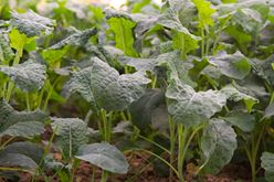 Petite Lacinato Kale: The Garden