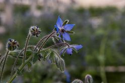 Borage Flowers: A Flavorful Burst of Color Image