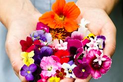 Mixed Edible Flowers: Beauty, Aroma, Flavor – and Poetry Image