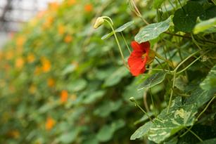Nasturtium Blooms: A Thomas Jefferson Darling and Peruvian Medicine All In One  Thumbnail