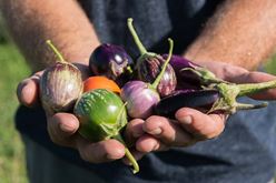 Fascinating History of Eggplant in the United States Image