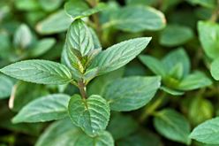 Seven Heavenly Fresh Herbs: History, Uses and More Image