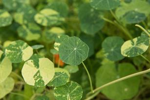 Petite Nasturtium Leaves: Zesty and Peppery  Thumbnail