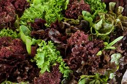 Petite Mixed Lettuce: Ideal Example of Farm to Table Vegetables Image