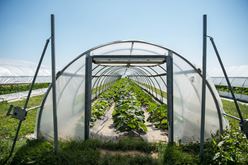Farmer Lee Jones: Top Ten Summer Crops Image